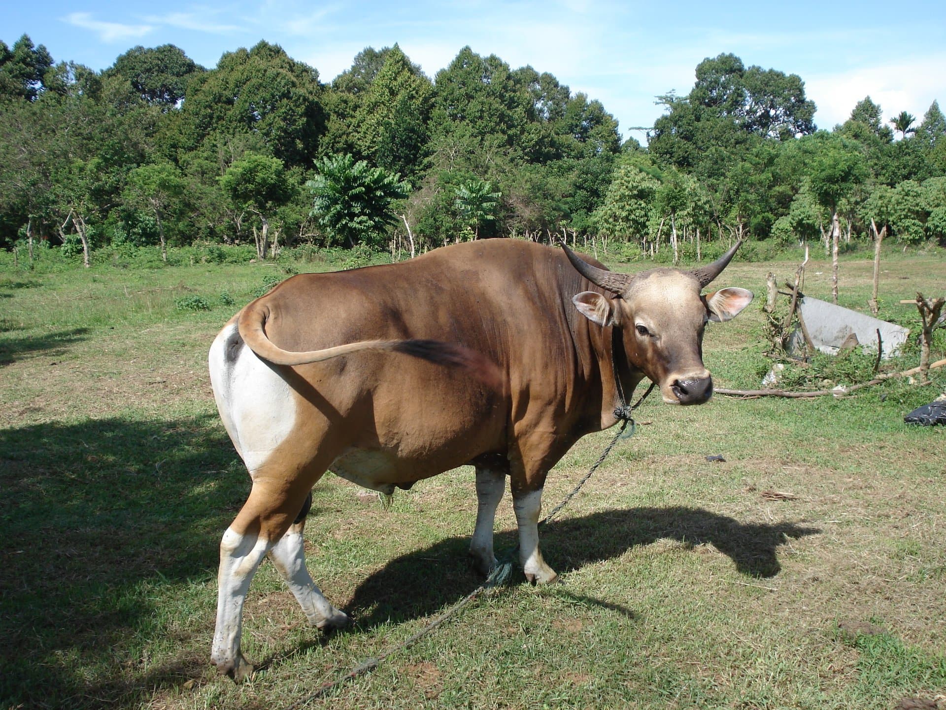 Peternakan sapi dan domba untuk program qurban